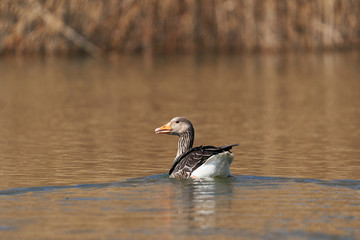Beautiful adult Greylag goose, Anser anser, swiming on the water of the lake during the sunny spring sunset. Goose is the biggest game water bird during the hunting season in Czech Republic or Europe