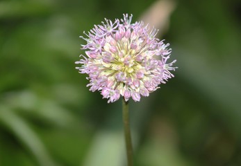 purple thistle flower