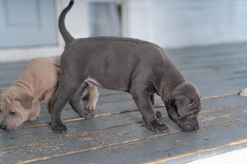 Photoshoot of puppies of breed Thai Ridgeback Dog