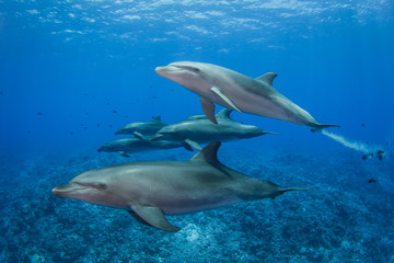 Obraz na płótnie Canvas dolphins in the sea