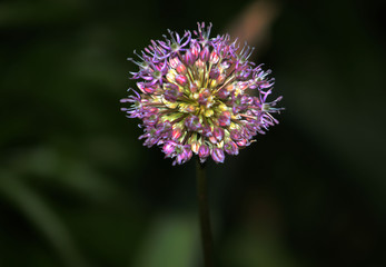 purple thistle flower