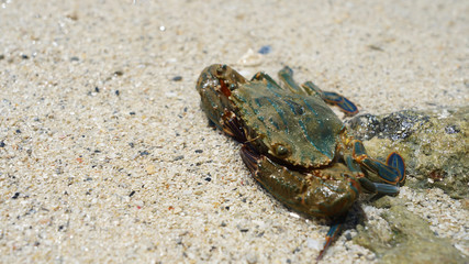  Large sea crab sits on golden sand on the Pacific Ocean on a sunny day. ocean life in Japan Okinawa