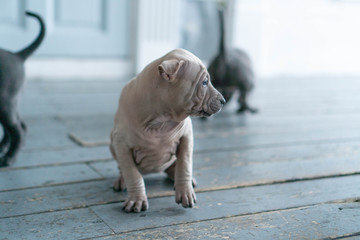 Photoshoot of puppies of breed Thai Ridgeback Dog