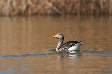 Greylag goose, Anser anser, swiming on the lake in Czech republic during sunny spring day. It has mottled and barred grey and white plumage and an orange beak and pink legs. Example of european nature