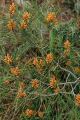 Conifer cones. Scots or scotch pine Pinus sylvestris young male pollen flowers on a tree growing in evergreen coniferous forest. Cyprus. Selective focus.