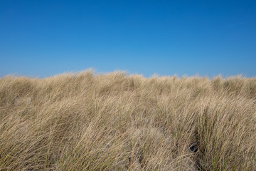 Eueopean beachgrass waving in the wind against a blue sky