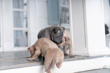 Photoshoot of puppies of breed Thai Ridgeback Dog
