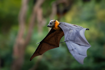 Pteropus poliocephalus - Gray-headed Flying Fox in the evening, fly away from day site, hang down...