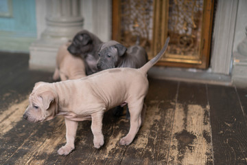 Photoshoot of puppies of breed Thai Ridgeback Dog