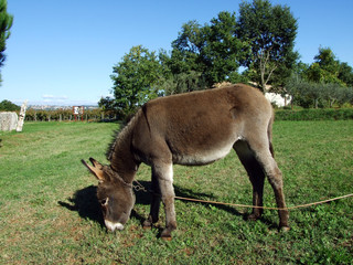 Istrian donkey on the pasture of picnickers by the cave Grotta Baredine, Nova Vas - Istria, Croatia...