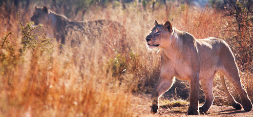 Lioness on the hunt