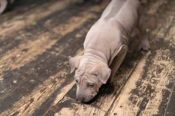 Photoshoot of puppies of breed Thai Ridgeback Dog