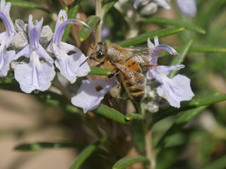 bee resting on a purple rosemary flower