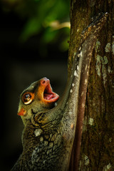 Sunda flying lemur - Galeopterus variegatus or Sunda colugo or Malayan flying lemur or Malayan colugo, found throughout Southeast Asia in Indonesia, Thailand, Malaysia, and Singapore © phototrip.cz