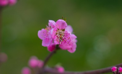 Fototapeta na wymiar nectarine flower blooming in pink