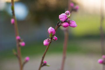 blooming nectarine flower