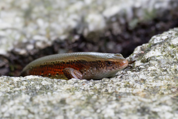 Common Sun Skink - Eutropis multifasciata, known as the East Indian brown mabuya, many-lined sun skink, many-striped skink, golden skink, is a species of asian skink