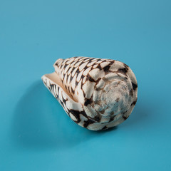 seashell on a blue background