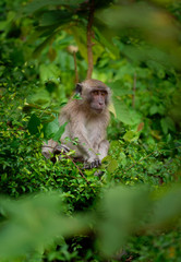 Young child Long-tailed Macaque - Macaca fascicularis also known as crab-eating macaque, a cercopithecine primate native to Southeast Asia, is referred to as the cynomolgus monkey