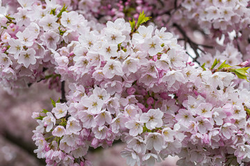 pink cherry tree blossoms