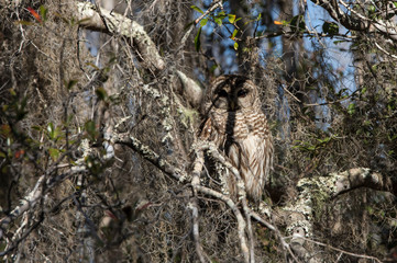 Barred owl, (Strix Varia), camouflaged in its natural habitat in the Okefenokee Swamp of Georgia, USA.