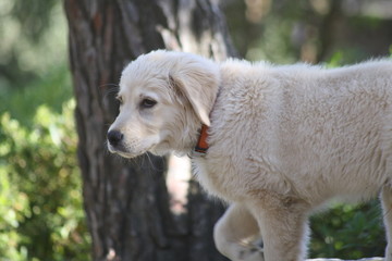 golden retriever im park