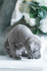 Photoshoot of puppies of breed Thai Ridgeback Dog