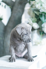 Fototapeta na wymiar Photoshoot of puppies of breed Thai Ridgeback Dog