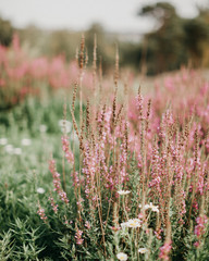  A field with pink and white flowers. The concept of naturalness, floral screensaver or postcard. Vertical photo.