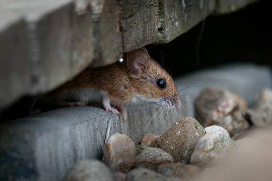 Wood mouse - Apodemus sylvaticus is murid rodent native to Europe and northwestern Africa,  common names are long-tailed field mouse, common field mouse, and European wood mouse