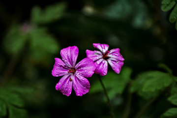 Fototapeta premium Vivid Pink Herb Robert Flower