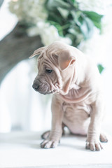 Photoshoot of puppies of breed Thai Ridgeback Dog