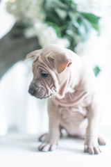 Photoshoot of puppies of breed Thai Ridgeback Dog