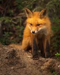 Fox Cub in the woods