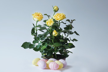 Yellow rose with Easter eggs composition.