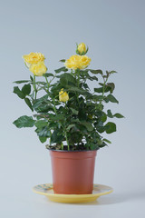 Yellow rose bush in pot on white.