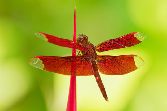 Dragonfly - Neurothemis fulvia, fulvous forest skimmer is a species of red dragonfly found in Asia