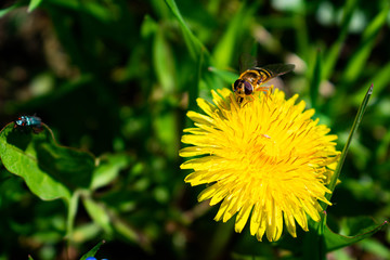 A bee on a yellow flower collecting pollen.