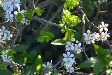 White Flowers