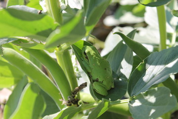 petite grenouille camouflée dans une feuille 