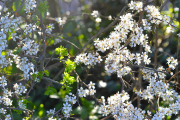 White Flowers