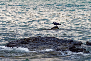 Pacific Reef-egret - Egretta sacra known as the eastern reef heron or eastern reef egret, species of heron found throughout southern Asia and Oceania, dark and light morph bird