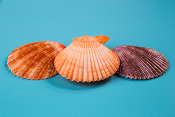seashell on a blue background