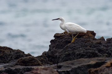 Pacific Reef-egret - Egretta sacra known as the eastern reef heron or eastern reef egret, species of heron found throughout southern Asia and Oceania, dark and light morph bird
