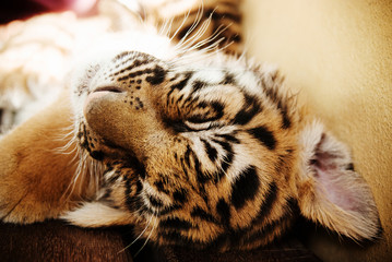 close up of a young tiger sleeping