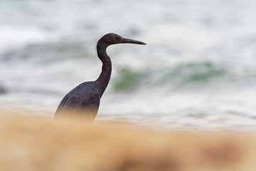 Pacific Reef-egret - Egretta sacra known as the eastern reef heron or eastern reef egret, species of heron found throughout southern Asia and Oceania, dark and light morph bird