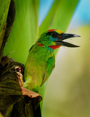 Psilopogon (Megalaima) mystacophanos - Red-throated Barbet  bird in Megalaimidae, found in Brunei, Indonesia, Malaysia, Myanmar, Singapore and Thailand, lives in moist lowland forest and swamps