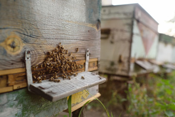 family bees closeup on wooden background hive