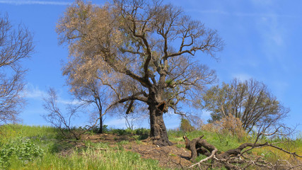 Malibu Creek State Park in California