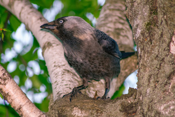 blackbird on a branch